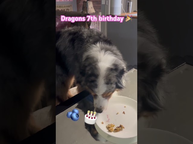 The sweet dragon boy turned 7 today! A blueberry pancake to celebrate 🥰🥳