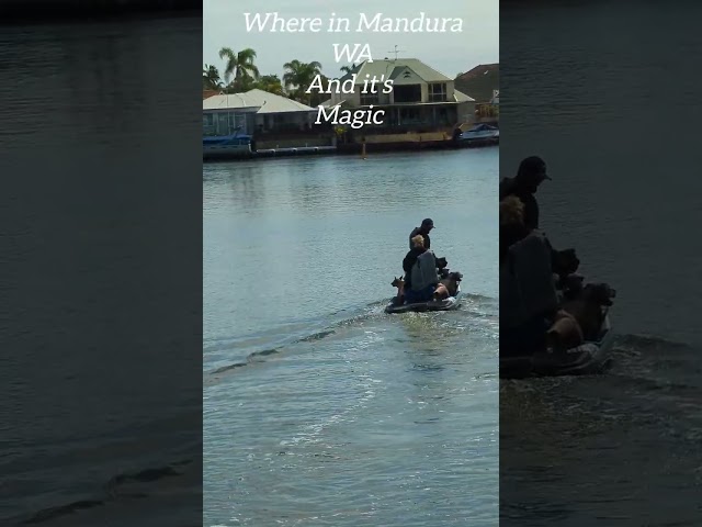 it's a Dogs Life in Mandurah Even#pets R #livingthelife #lol #funnydogvideos #petcare #mandurahlife