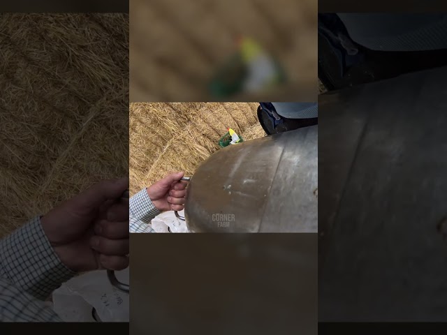 This is PIG MILK!🥛🐖 #shorts #dairyfarm #viral #trending
