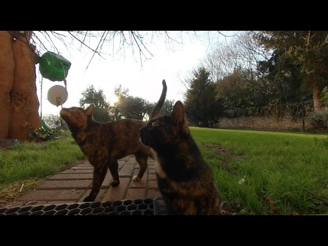 2 Funny cats standing,video in vr180 made using  Kandao Qoocam.