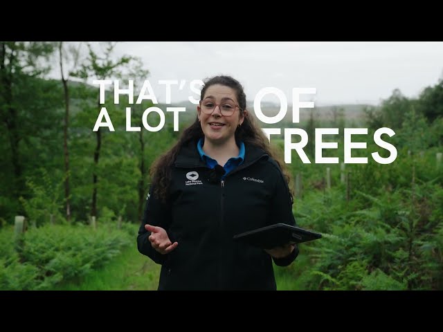 How Do You Manage a Woodland? | Lake District National Park x Ordnance Survey