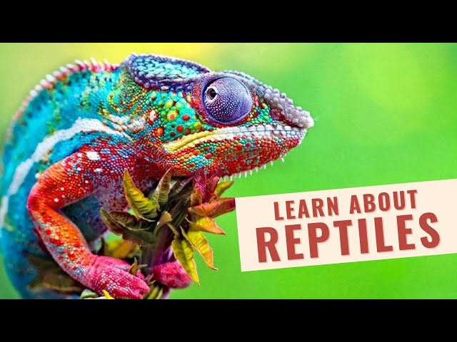 Learn Reptiles names with pictures 4k ULTRA HD | Different Reptiles animals for kids