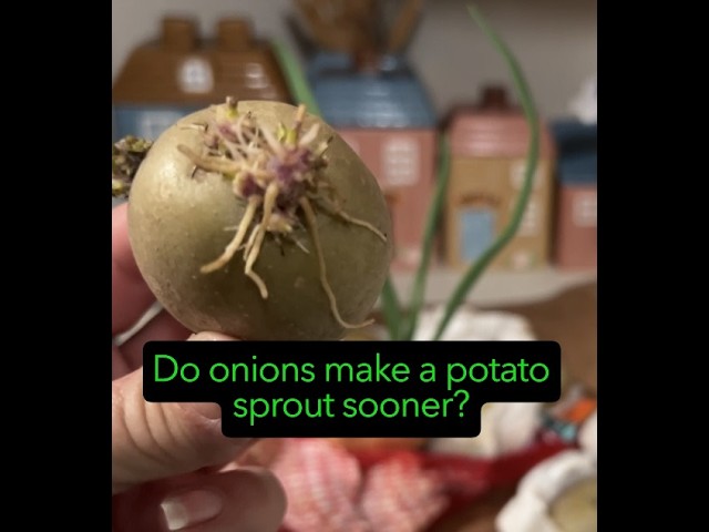 Do onions make a potato sprout sooner?  The answer is YES with this easy garden hack.