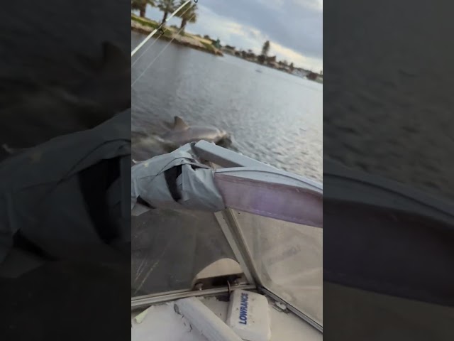 Close Encounters! a Special Mammal #magic #moment with the #grandkids as we glide over the water