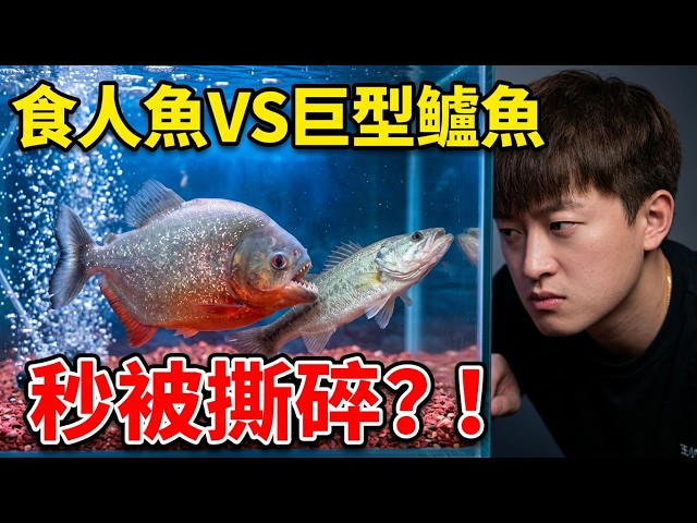 Did My Piranha Finally Start Eating? I Challenged It With a Fierce Live Fish and the Result Left ...