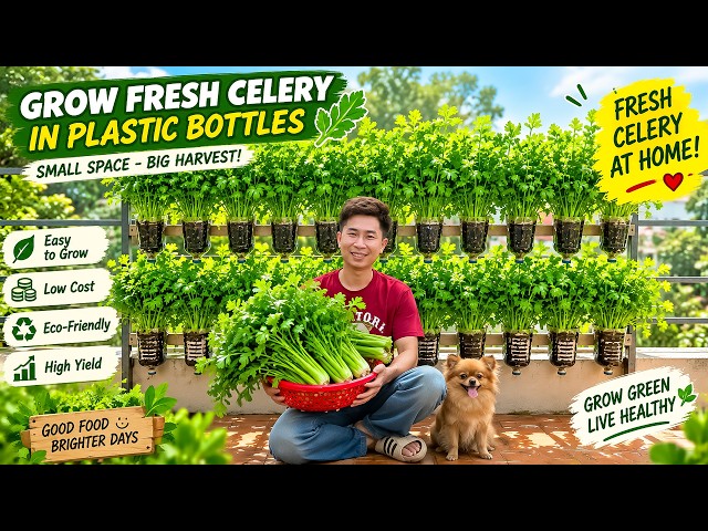 Don't Throw Away Plastic Bottles! Grow Lush Celery at Home This Way