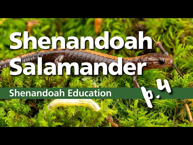 Shenandoah Salamander - Part 4