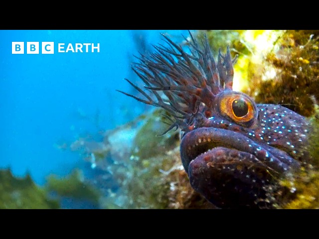 Incredible Natural World Wonders - Narrated by Sir David Attenborough | BBC Earth