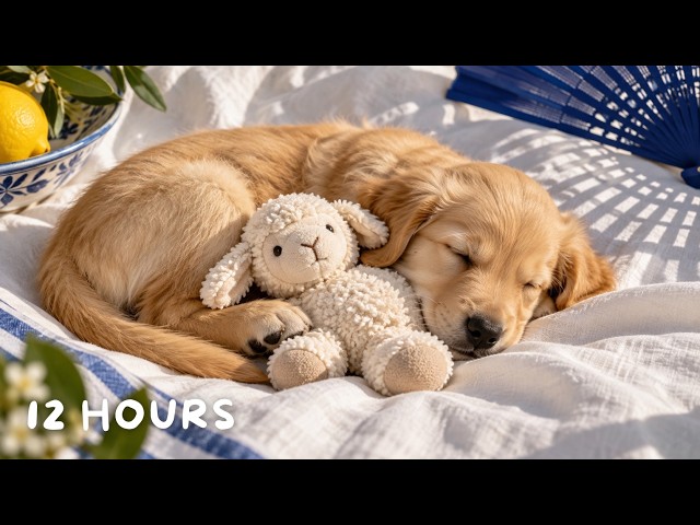 Music for Anxious Dogs 💤 12 Hours Calming Music for Dogs | Deep Sleep & Puppy Comfort