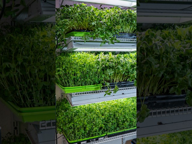 Can You Actually Make Money Growing Microgreens