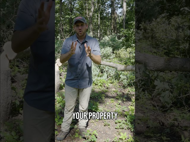 Habitat Management | Create Perfect Deer Bedding!