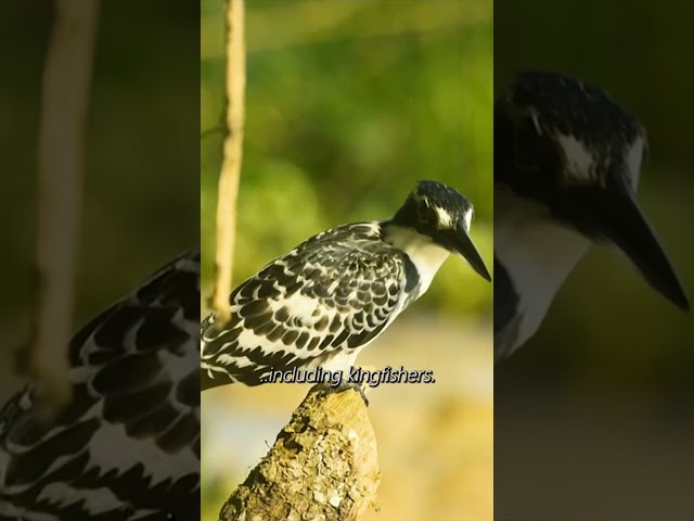 BEAUTY OF THE WILD IN 8K VIDEO ULTRA HD HDR / #8K #WILD #8kwildlife #wildlife #8knaturefilm