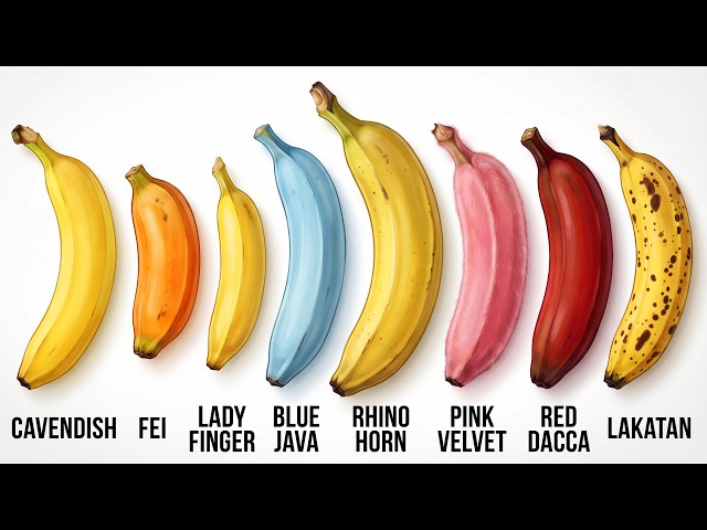 Every Banana Explained