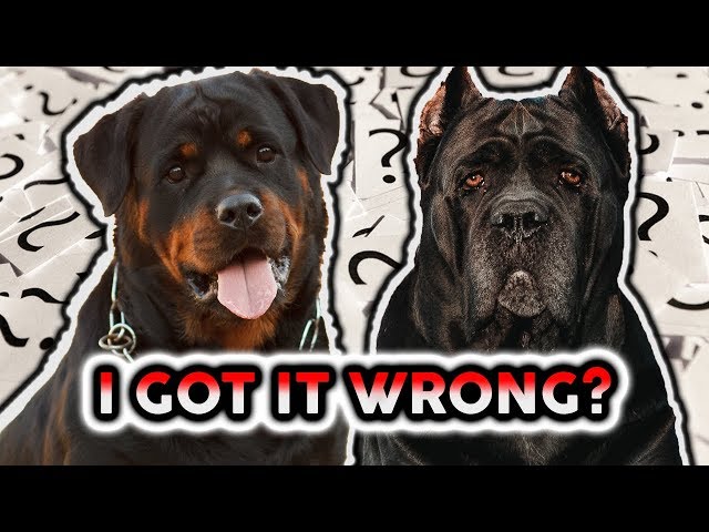 CANE CORSO VS ROTTWEILER! DID I JUDGE IT WRONG!?