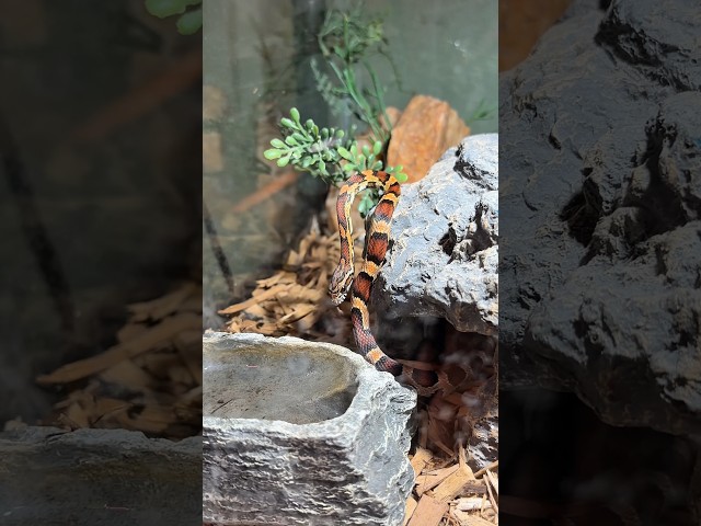 We found a corn snake!! #shorts #short