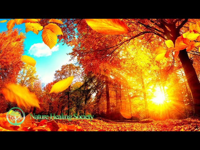 Good Morning Meditation Music 💖 528Hz Positive Healing Thoughts&Energy - Calm Therapy Vibe Music