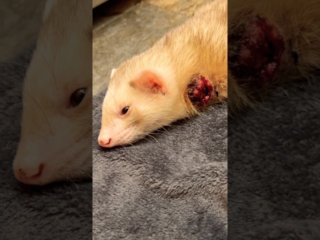 Help for Cinnamon 🚨🐭🚨 Ferret