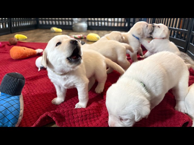 LIVE PUPPY CAM! Zoey's 9 Labrador Puppies on their 5 WEEK Birthday! Part 4