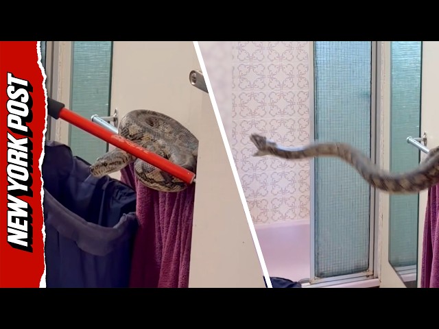 Snake Catcher Wrangles Massive Python Perched on Towel Rack in Australian Home
