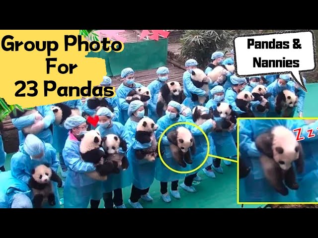 How Hard Is It To Take A Group Photo For 23 Pandas? | iPanda