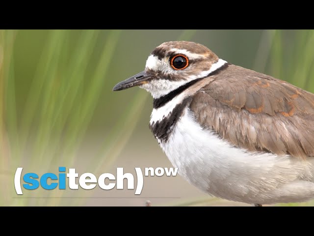 SciTech Now: MOTUS Bird Tracking
