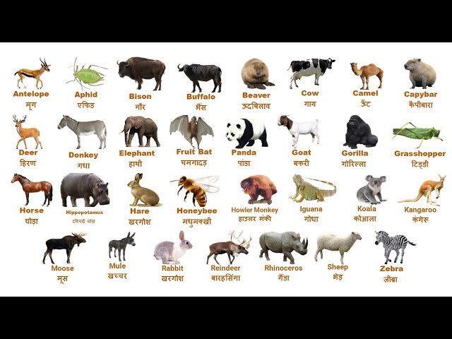 Herbivorous // शाकाहारी // Harbivorous Animals Name English And Hindi // शाकाहारी जानवरों के नाम//