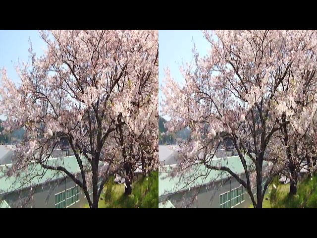 Sakura Fubuki / Cherry Blossoms Blizzard(3D)