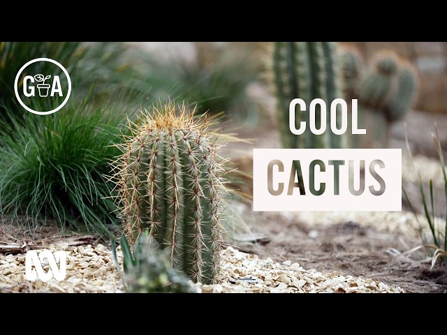 🌵 Cacti Garden in Tasmania! | Gardens | Gardening Australia