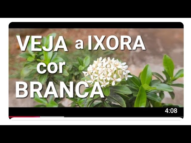 White Ixora in Paranaiguara, GO