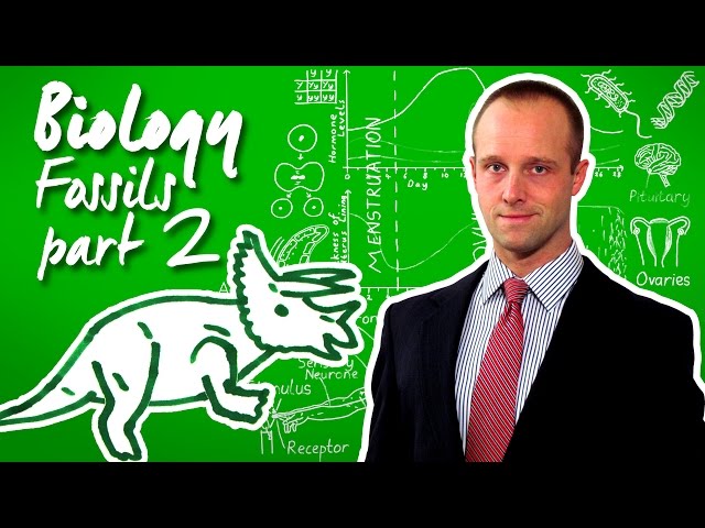 Fossils (part 2) - Biology - Science - Get That C In your GCSE and IGCSE