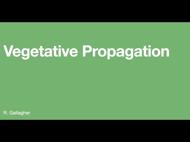 Vegetative Propagation