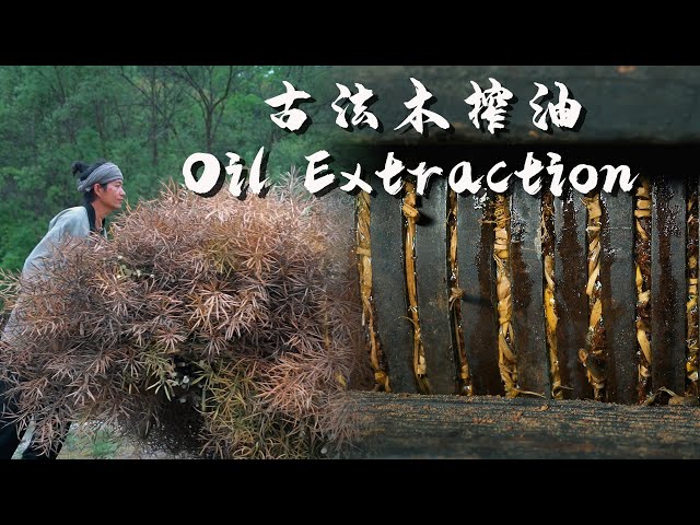 Ancient Method of Oil Extraction: The Whole Process of Making Edible Oil in Ancient Times