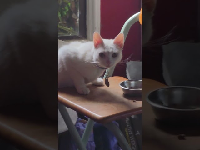 My cat is ridiculous (why is she eating like this??) #asmr #cats #caught