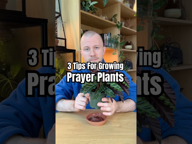3 Tips For Keeping Your Prayer Plants Happy & Healthy All Year Long 🪴 #plants #plantcare #shorts