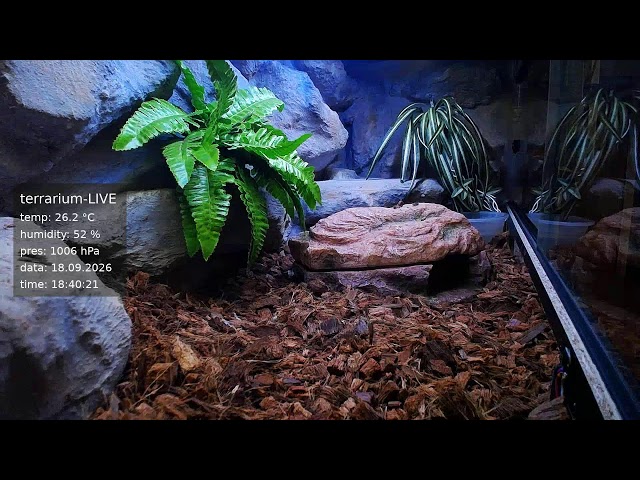 terrarium-LIVE 🔴 17/09/2026 🐍 Ball Python Regius Snake