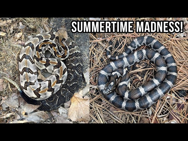 Fantastic Summer Tin Flipping in Georgia and Alabama! Copperheads, Rattlesnakes, and Milks!