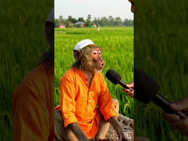 বানরের পরিশ্রম না করার আসল রহস্য ফাস🤣🤣