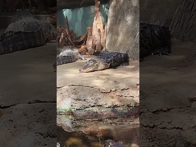TN Aquarium River Journey - Chattanooga, TN #river #shorts