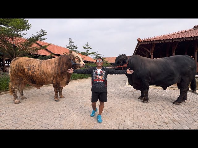 250 SAPI RAKSASA HIMMA FARM KANDANG BARU TERBESAR DI SERANG BANTEN ‼️🔥🔥🔥