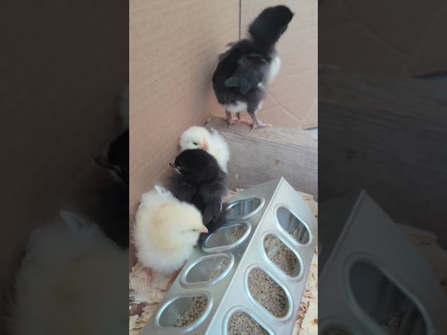 New Chicks