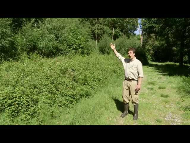 The wildlife benefits of ride management in woodland