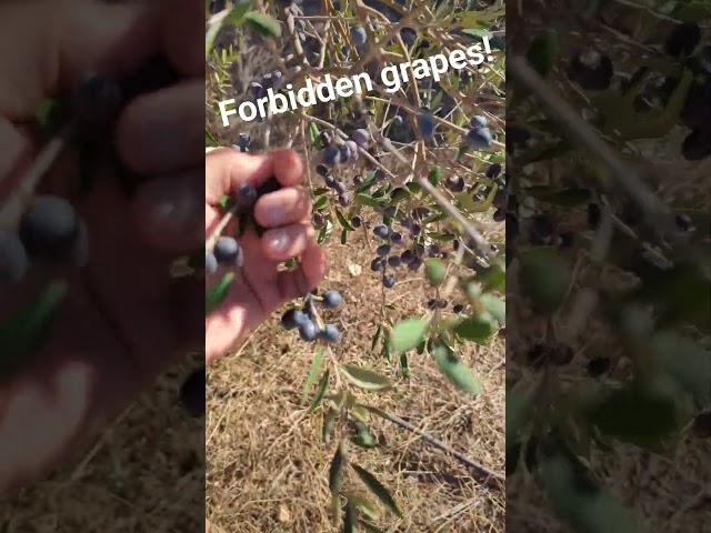 Olives - The forbidden grapes!
