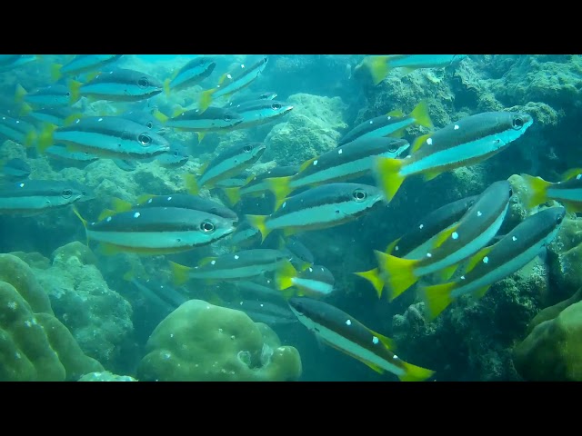 SCUBA DIVING IN HAVALOCK ANDAMAN
