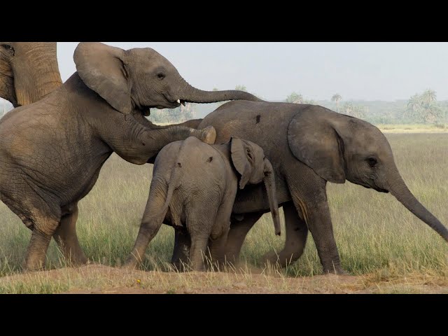 LIVE: Tusker: Brotherhood of Elephants Q&A