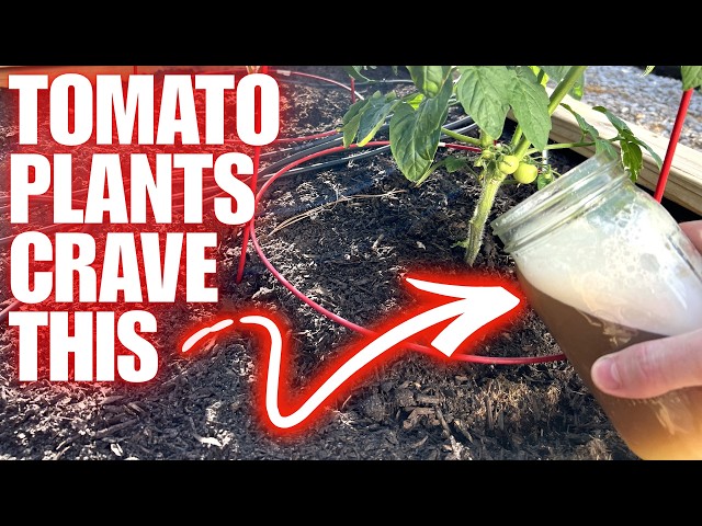 TOMATO PLANTS CRAVE IT!!! Homemade Mix Works Like Magic