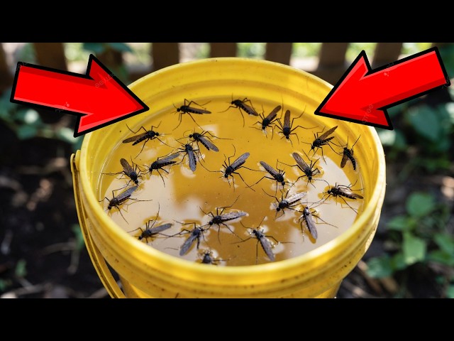 Make This Trap Once and Never Deal With Mosquitoes Again