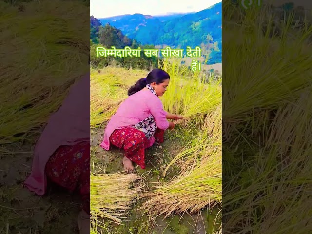#पहाड़ी लाइफ#धान की कटाई # #nature #like #subscribe