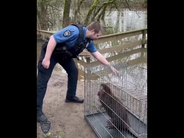 'Lost and confused' beaver found in Hillsboro gets released to the wild