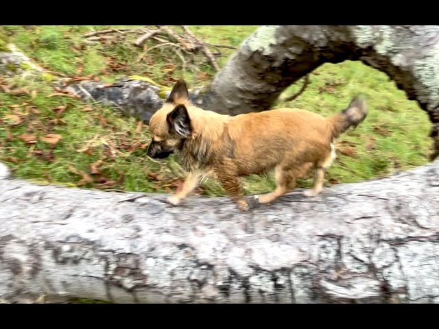 Sunday jaunt with puppy Java; fencing, tree climbing & counted lambs