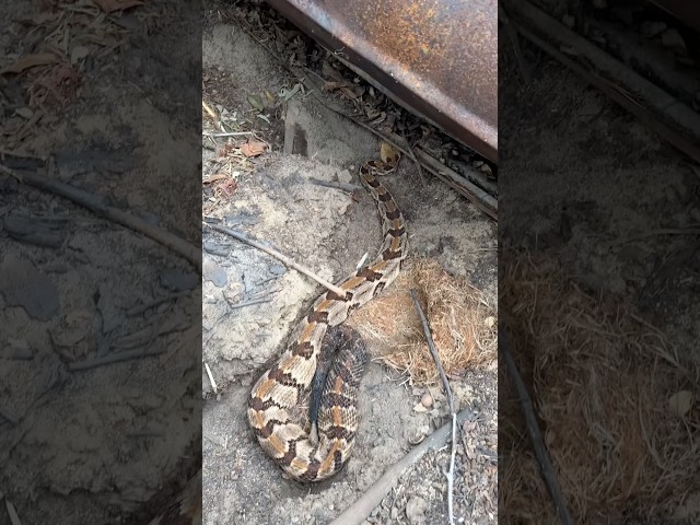 Big Rattlesnakes and Colubrids Under Tin in Georgia! Looking for Snakes Under Junk in the Woods